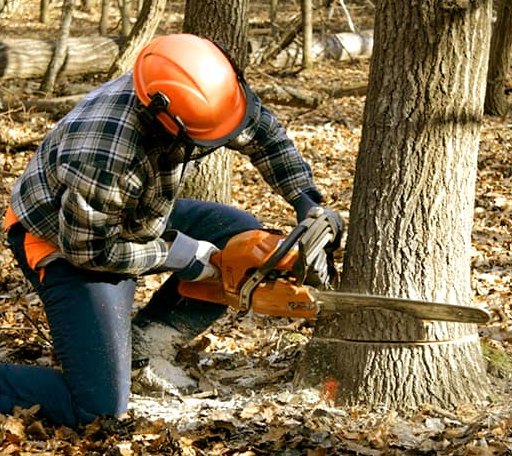 Tree Removal in Piermont, NH